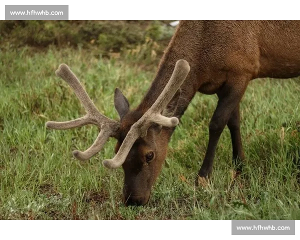 鹰与猫的天空与地面智慧对决自然法则的生存博弈终极较量与力量平衡探索